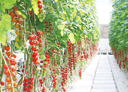 設(shè)施園藝全產(chǎn)業(yè)鏈